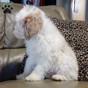 Mickey, Cockapoo Puppy